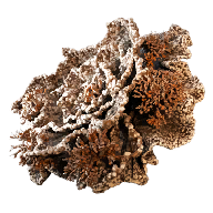Rockflower Fatekeeper item icon